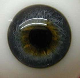 Bild von blaugrau halbschale