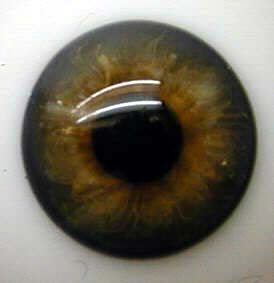 Bild von blaugrau mit braun halbschale