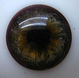 Bild von dunkelhasel halbschale