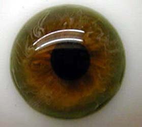Bild von grünbraun halbschale