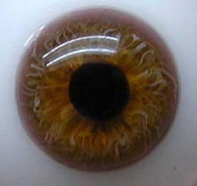 Bild von hasel halbschale