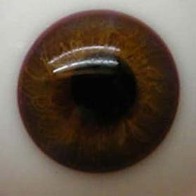 Bild von mittelbraun halbschale